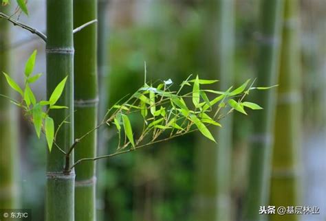 竹子 種植